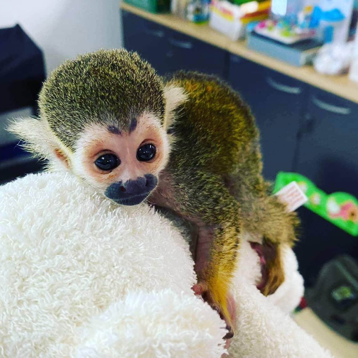 Squirrel Monkey Pet Squirrel Monkey For Sale Uae Pet Squirrel squirrel-monkey-pet-squirrel-monkey-for-sale-uae-pet-squirrel